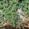 Woolly Thyme